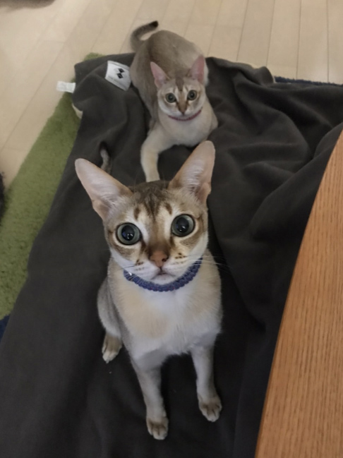 我が家の愛猫2匹